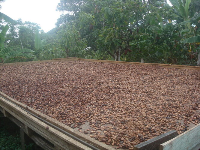 Private Sector Partnership to Boost Inclusive and Sustainable Cocoa Production of Smallholder Farmers in Papua New Guinea