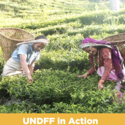 UN Decade of Family Farming: Progress Made in the Asia & Pacific Region