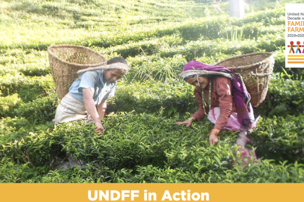 UN Decade of Family Farming: Progress Made in the Asia & Pacific Region