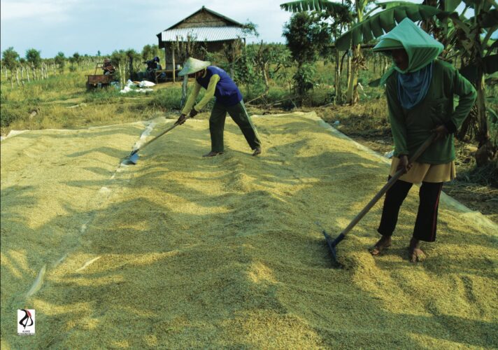 Adoption to System of Rice Intensification (SRI) Technology in Indonesia