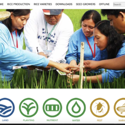 Filipino Farmers & AEWs benefit on ICTs for Rice Technologies