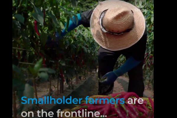 6 ways countries can support smallholder farmers during pandemic