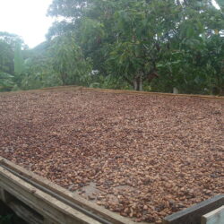Private Sector Partnership to Boost Inclusive and Sustainable Cocoa Production of Smallholder Farmers in Papua New Guinea
