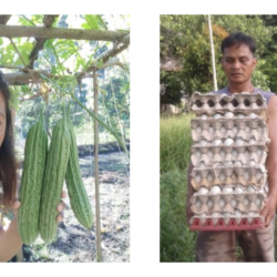 Abundance in sustainability: Dante and Aming’s journey in Integrated Diversified Organic Farming System