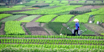 Farmers in Vietnam, Indonesia, and Myanmar adopt digital technologies based on performance, ease of use, and peer review