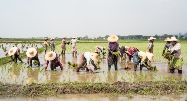 Regional Expert Consultation Workshops on Transforming towards Resilient, Sustainable, Profitable, and Inclusive Rice-Based Agri-Food Systems in Asia