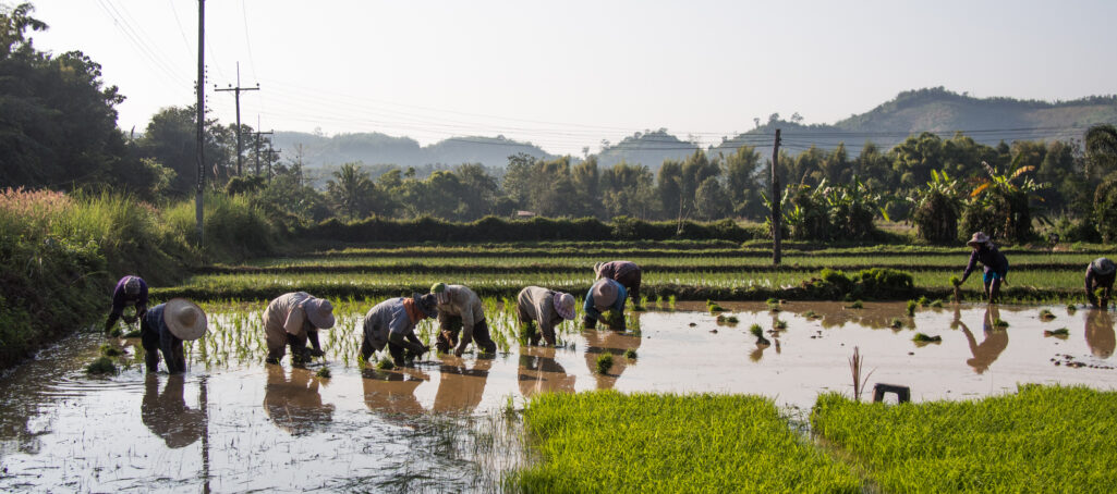 Smart Farming Technology for Small-Scale Farmers in Thailand