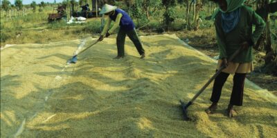 System of Rice Intensification Technology in Indonesia