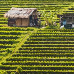 Indonesia launches Strategy for Agriculture Digitalization