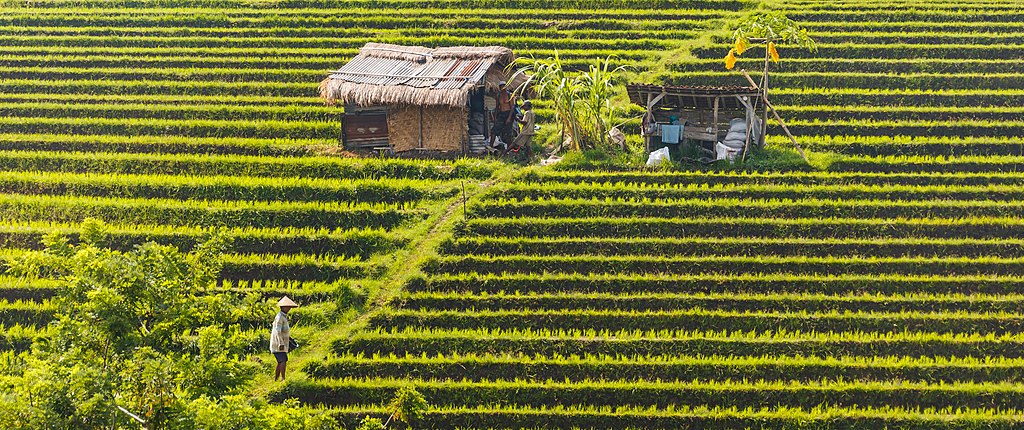 Indonesia launches Strategy for Agriculture Digitalization