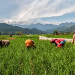 Strengthening information technology adoption improves farmers’ welfare in Indonesia