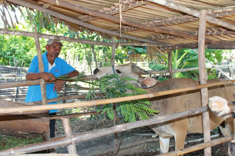 Empowering cattle farmers through co-innovation-based RCS in Timor-Leste